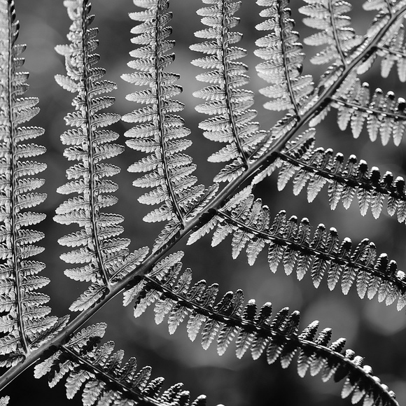 Meet your Posher, Fern - Picture 1 of 1